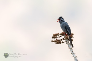 Black Bulbul (Hypsipetes leucocephalus)