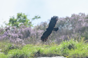 Black eagle (Ictinaetus malaiensis)