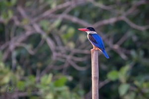 Black-capped Kingfisher (Halcyon pileata)01