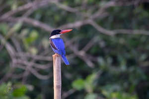 Black-capped Kingfisher (Halcyon pileata)