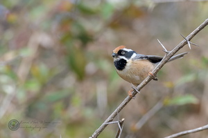 Black-throated Bushtit (Aegithalos concinnus)