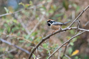 Black-throated Bushtit (Aegithalos concinnus)01