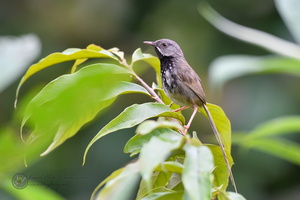 Black-throated Prinia (Prinia atrogularis)