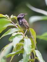 Black-throated Prinia (Prinia atrogularis)01