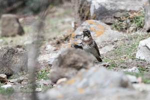 Black-throated Thrush (Turdus atrogularis)01