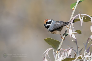 Black-throated Tit (Aegithalos concinnus)