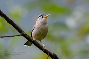 Blue-winged Minla (Siva cyanouroptera)