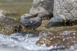 Brown Dipper (Cinclus pallasii) (1)