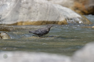 Brown Dipper (Cinclus pallasii) (2)