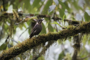 Chestnut-bellied Rock-thrush (Monticola rufiventris)