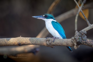 Collared Kingfisher (Todiramphus chloris) (1)