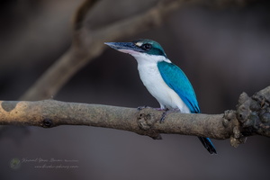 Collared Kingfisher (Todiramphus chloris) (2)