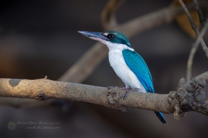 Collared Kingfisher (Todiramphus chloris) (3)