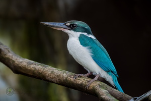 Collared Kingfisher (Todiramphus chloris)