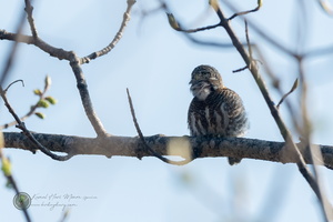 Collared Owlet (Glaucidium brodiei)