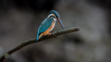Common Kingfisher (Alcedo atthis)01