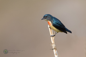 Fire-breasted Flowerpecker (Dicaeum ignipectus)