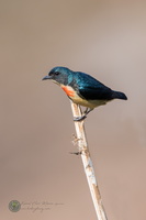 Fire-breasted Flowerpecker (Dicaeum ignipectus)01