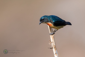Fire-breasted Flowerpecker (Dicaeum ignipectus)02