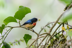 Fire-breasted Flowerpecker (Dicaeum ignipectus)03