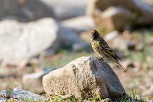 Fire-fronted serin (Serinus pusillus)