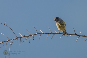Fire-fronted serin (Serinus pusillus)01