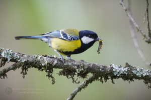 Green-backed Tit (Parus monticolus) 01