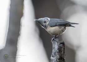 Grey Crested Tit (Lophophanes dichrous)01