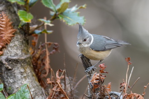 Grey Crested Tit (Lophophanes dichrous)03
