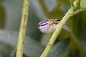 Grey-throated Warbler (Myiothlypis cinereicollis)