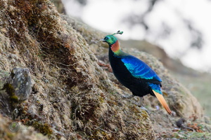 Himalayan Monal (Lophophorus impejanus)06 (1)