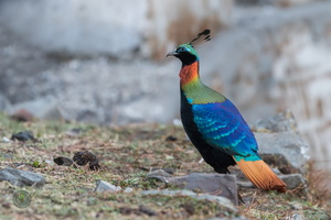 Himalayan Monal (Lophophorus impejanus)07 (1)
