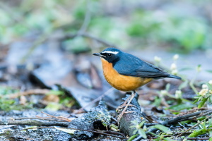 Indian Blue Robin (Larvivora brunnea)01