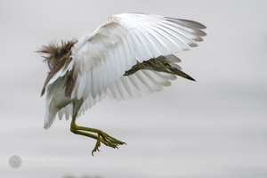 Indian Pond-heron (Ardeola grayii) (1)