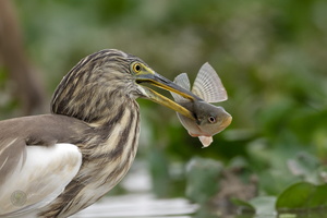 Indian Pond-heron (Ardeola grayii) (2)