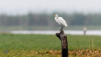 Intermediate Egret (Ardea intermedia)