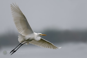 Intermediate Egret (Ardea intermedia)001
