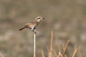 Isabelline Shrike (Lanius isabellinus) (1)