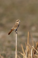Isabelline Shrike (Lanius isabellinus) (2)