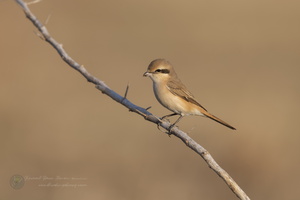 Isabelline Shrike (Lanius isabellinus)