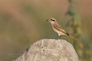 Isabelline Shrike (Lanius isabellinus)01