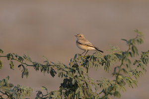 Isabelline Wheatear (Oenanthe isabellina)