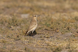 Isabelline Wheatear (Oenanthe isabellina)01