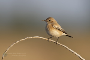 Isabelline Wheatear (Oenanthe isabellina)02