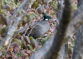 Koklass Pheasant (Pucrasia macrolopha)