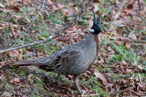 Koklass Pheasant (Pucrasia macrolopha)01