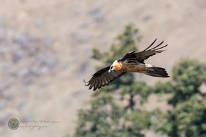 Lammergier (Gypaetus barbatus)