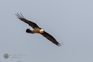 lammergier (Gypaetus barbatus)02