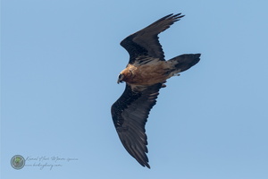 lammergier (Gypaetus barbatus)03