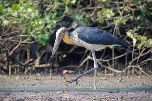 Lesser Adjutant (Leptoptilos javanicus) (1)
